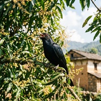 Kuhu Kuhu Garne