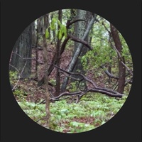 Forest Bathing