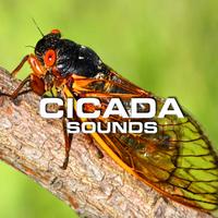 Cicada Sounds (feat. Calm Beach, Calming Sounds, Soothing Sounds, The Blue Planet, Nature Documentaries & Nature Atmosphere Sound)