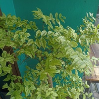 Good time revolution