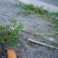 Shout the battle cry for freedom