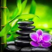 Mindfulness - Nature Sounds