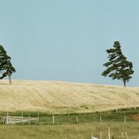 Healing Wind
