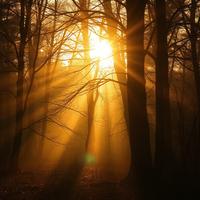 Light Calm Morning