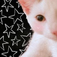 kitties breakcore jungle idk