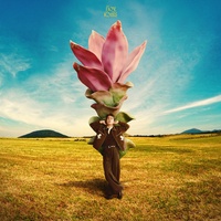 ดอกกระเจียวบาน (Hook)