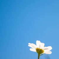 Daisy