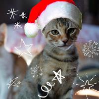 Last Christmas Cat