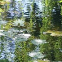 ‘Lotus’ blooms in winter