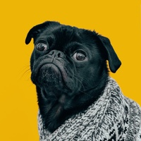 Dog (Oh My God A Dog)