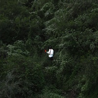 Jungle