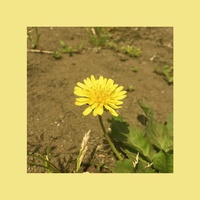Dandelion (single ver.)
