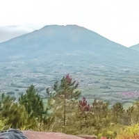 Suara Burung Di Pegunungan