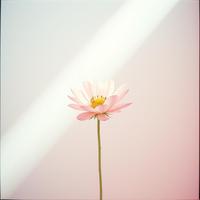 꽃 처럼 아름답게 살아