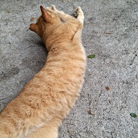 I Need a Fat Cat