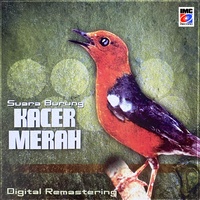 Suara Burung Anis Merah - Orange-headed Thrush call song