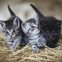 Sons de ronronnement du chat