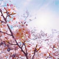 cherry blossoms and you