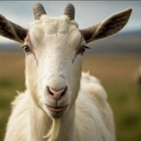 Kambing