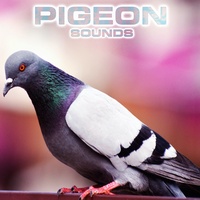 Pigeon Sounds (feat. National Geographic Soundscapes, Soothing Sounds, Nature Sounds New Age, Relaxing Nature Sound & White Noise Sounds For Sleep)