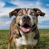 Funny Dog