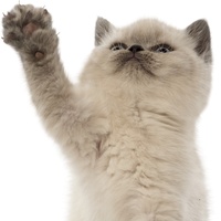 ぷにぷに、肉球タッチ。