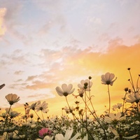 Summer song