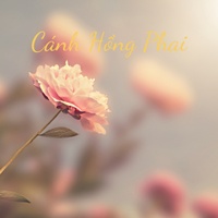 Cánh Hồng Phai Không Lời