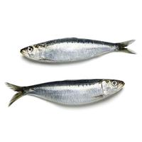 Sardine