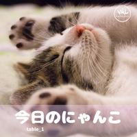 Today's cat