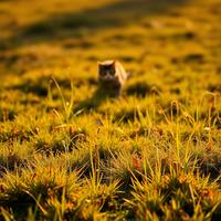 Curious Footsteps