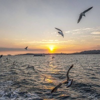 Guitar Fresh and Free Whimsical Toad