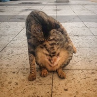 Chill Cat