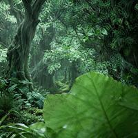 Track in Time - Forest Version
