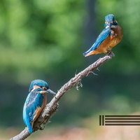 Oiseaux Relaxants