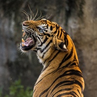 Tiger Roar