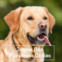 Громкий лай собаки звук