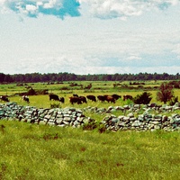Midsommar