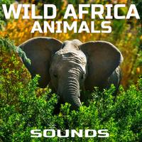 Wild Africa Animals Sounds (feat. Animals Life Sounds, Animals Nature Sounds, Wild Africa Animals Sounds, Jungle Animals Ambience, FX Effects & Green Nature Sound)