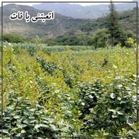 زامل قوه - اتعبتني يا قات