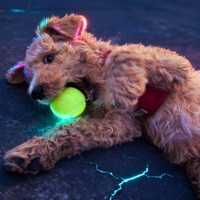 Good Boy