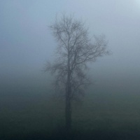 Poison Tree (Ambient Rework)