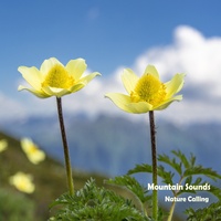 산속에서 담은 새소리 Mountain Sounds