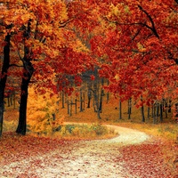 Autumn Foliage
