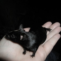 RAT