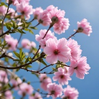 sakura