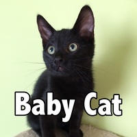 Baby Cat
