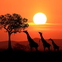 Africa