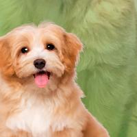 Cachorro Fofinho
