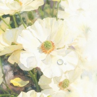 Anemone